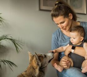 how to baby proof your dog before bringing home a newborn, Image via Canva