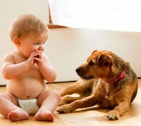 how to baby proof your dog before bringing home a newborn, Image via Canva