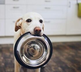 is your pet food bin toxic 5 tips to keep pet food safe, Image via Canva