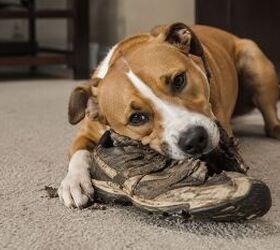 is your pet food bin toxic 5 tips to keep pet food safe