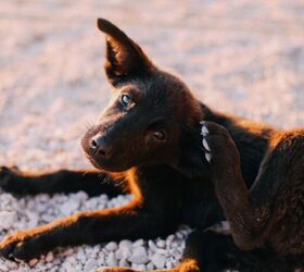 ringworm in pets 5 urgent steps to stop the spread fast, Image via Canva