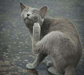 ringworm in pets 5 urgent steps to stop the spread fast