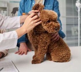 ringworm in pets 5 urgent steps to stop the spread fast, Image via Canva