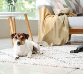 ringworm in pets 5 urgent steps to stop the spread fast, Image via Canva