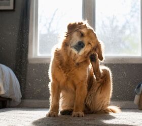 the dirty truth about letting your dog sleep in bed