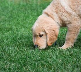 keep your dog safe this summer 6 hidden backyard hazards, Image via Canva