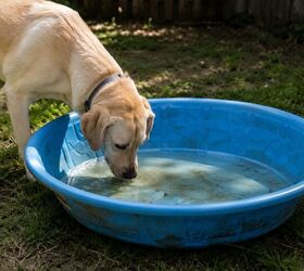 keep your dog safe this summer 6 hidden backyard hazards