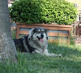 keep your dog safe this summer 6 hidden backyard hazards, Image via Canva