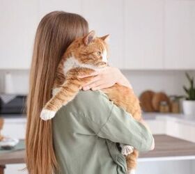5 Everyday Household Items That Are Secretly Stressing Out Your Cat