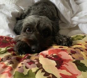 people magazine launches their 2026 world s cutest rescue contest, photo credit Ruby by Marysimpson
