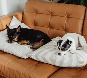3 things to clean to keep your home smelling fresh when you have a dog