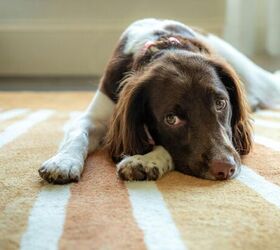 3 things to clean to keep your home smelling fresh when you have a dog