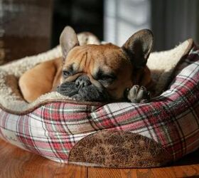 Is Your Dog's Bed Making Your House Smell? 