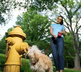 Help! Why Is My Dog Peeing on Himself? Causes and Quick Solutions