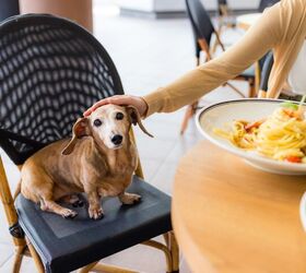 this major city in china hopes to foster a more dog friendly culture, photo credit leungchopan shutterstock com