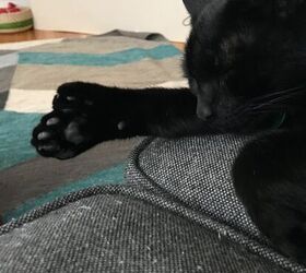 the fascinating science behind why your cat brings you gross gifts, R I P Theo