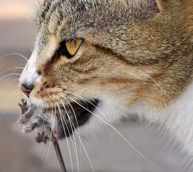 the fascinating science behind why your cat brings you gross gifts, Image via Canva