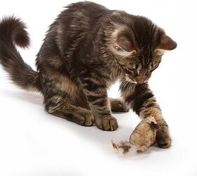 the fascinating science behind why your cat brings you gross gifts, Image via Amazon