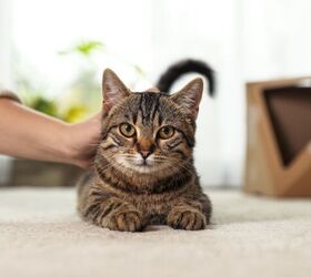 are you calling your cat wrong the reason your cat isn t listening, Photo credit New Africa Shutterstock com