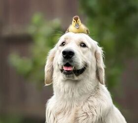 How an Emotional Support Duck Helped a Golden Retriever Heal