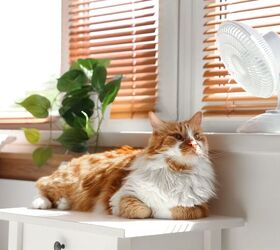 tips for keeping your cat safe from the heat this summer, Pixel Shot Shutterstock