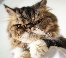 Why Is My Cat Suddenly Grumpy?