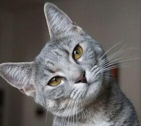 why is my cat suddenly grumpy