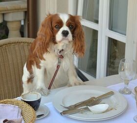 3 Signs You're Accidentally Spoiling Your Pup