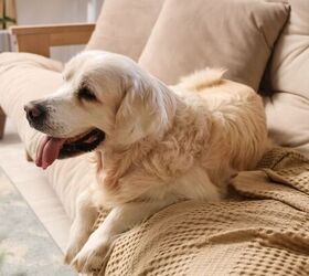 3 signs you re accidentally spoiling your pup