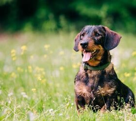 3 signs you re accidentally spoiling your pup