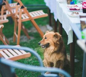 5 Things to Keep Well Away From Pets at Summer BBQs