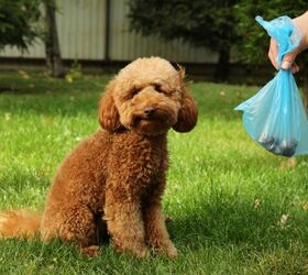 How Landlords Are Using Dog Poo DNA Testing to Keep Grounds Clean