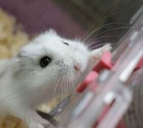 Keep Your Hamster Safe at Home: 3 Smart Ways to Prevent Escape Attempt
