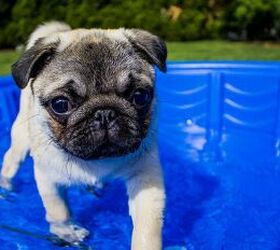Cool Down Your Pup With This Easy DIY Frozen Treat