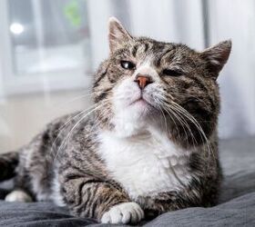 what to do when your senior cat starts losing their sight, Photo credit Alex Zotov Shutterstock com