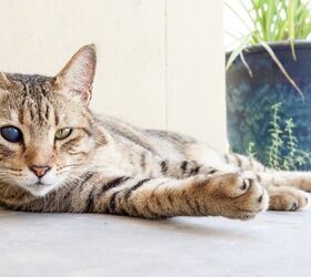what to do when your senior cat starts losing their sight, Photo credit BONEVOYAGE Shutterstock com