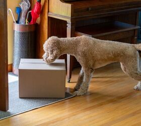 why delivery drivers trigger your dog and how to keep the peace, Photo credit JasonDoiy Shutterstock com