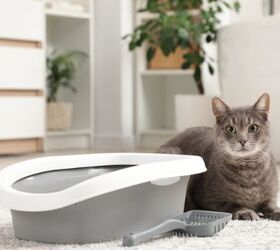 blood in your cats urine what every cat parent needs to know, Photo credit Pixel Shot Shutterstock com