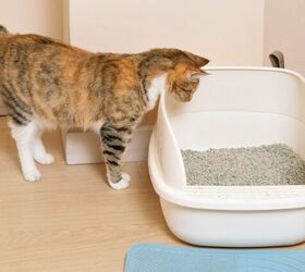 blood in your cats urine what every cat parent needs to know, Photo credit RollAndSnap Shutterstock com