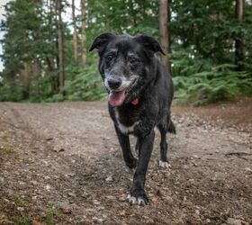 how to protect your senior dog from progressive joint damage, Photo credit chrisukphoto Shutterstock com
