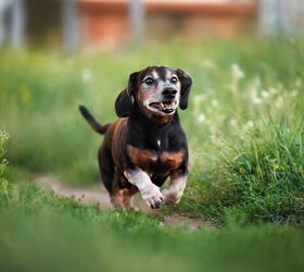 how to protect your senior dog from progressive joint damage, Photo credit Rawpixel com Shutterstock com