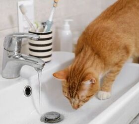 5 surprising reasons your cat isn t drinking from the water bowl, Image via Canva
