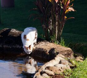 5 surprising reasons your cat isn t drinking from the water bowl, Image via Canva
