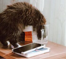 5 surprising reasons your cat isn t drinking from the water bowl, Image via Canva