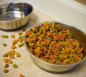 5 surprising reasons your cat isn t drinking from the water bowl, Image via Canva
