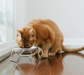 5 surprising reasons your cat isn t drinking from the water bowl, Raised Cat Bowl Stand for Food Water by Americat Made in USA Stainless Steel Image via Amazon