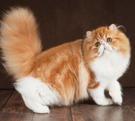 Get to Know Brachycephalic Cat Breeds