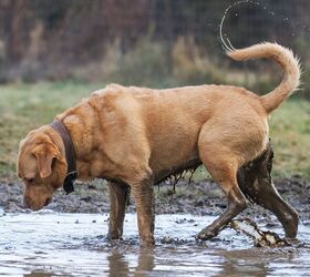 Quick Doggy Clean Ups for When That Leash-Free is Messy