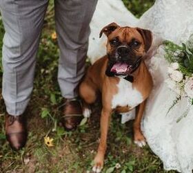 5 Heartwarming Ways to Include Your Pet in Your Wedding Celebrations