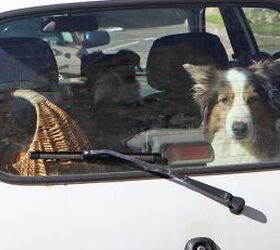 spotted a dog locked in a hot car here s what to do next